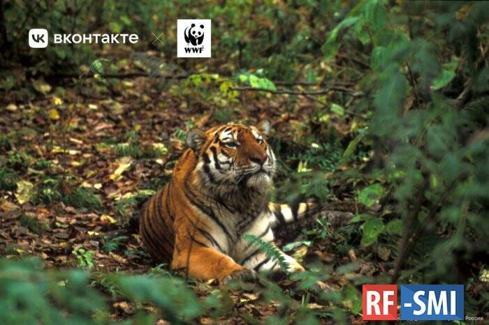 ВКонтакте вместе с пользователями собрала 29 млн рублей для фонда WWF России