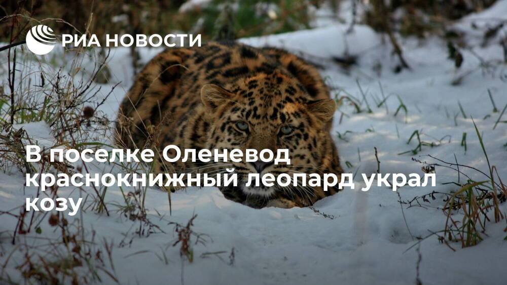 В поселке Оленевод краснокнижный леопард украл козу и пытался украсть барана