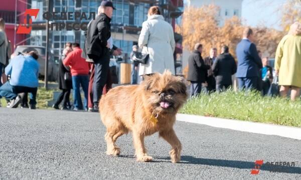 Депутат озвучил главную проблему с бездомными собаками в Новосибирске