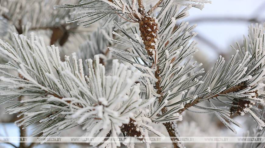 В лесхозах Минской области в этом сезоне планируют собрать более 150 т шишек