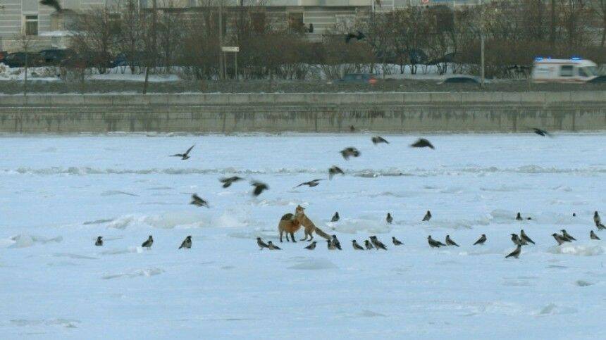 Любующуюся красотами Петербурга пару лис заметили на замерзшей Неве