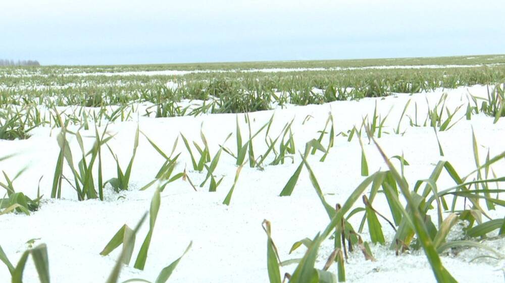 Синоптики оценили вероятность наступления весенней и летней засухи в Воронежской области