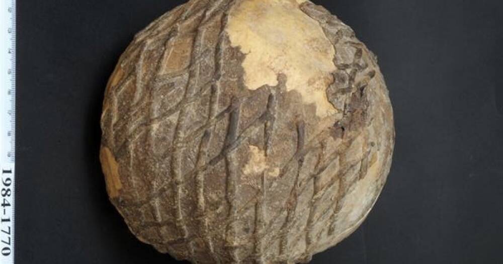 Ученые раскрыли секрет 9000-летнего черепа, украшенного асфальтом (фото)