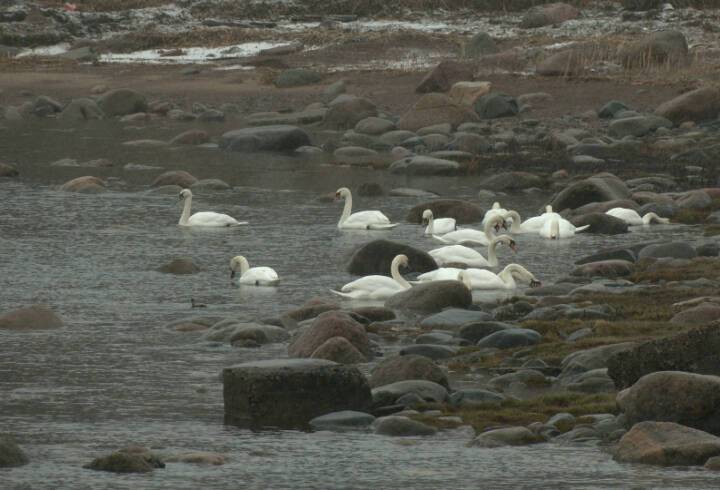 У Соснового Бора на зимовку остались более 120 лебедей