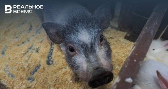 В Татарстане восемь свиноводческих хозяйств находятся под угрозой африканской чумы свиней