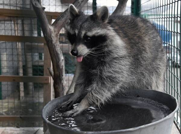 В Московском зоопарке уснули еноты и енотовидная собака Буба