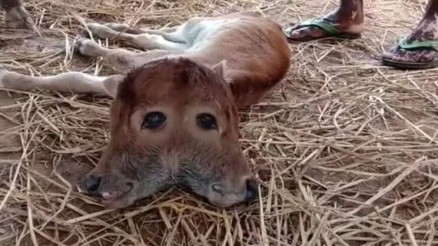 В Индии родился двуликий теленок