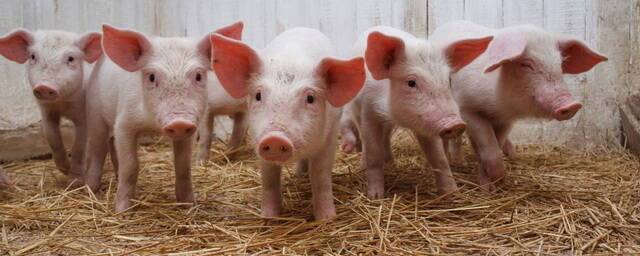Ученые обнаружили причину устойчивости свиней к коронавирусу
