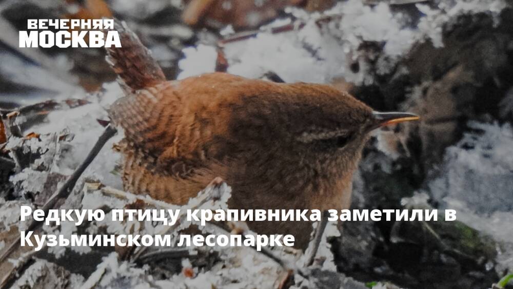 Редкую птицу крапивника заметили в Кузьминском лесопарке