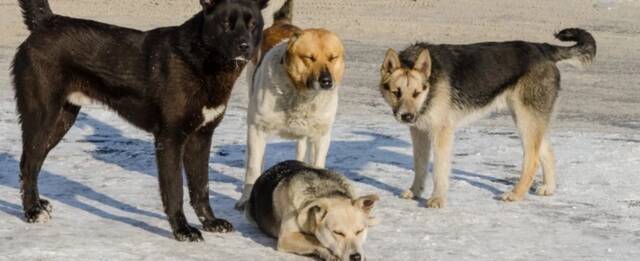В Новосибирске на 30% выросло количество жалоб на бродячих собак