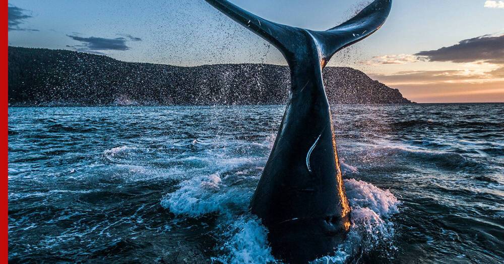 Шантарские острова: место, где можно увидеть гренландских китов и косаток