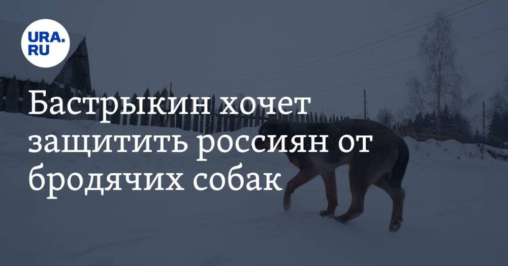 Бастрыкин хочет защитить россиян от бродячих собак