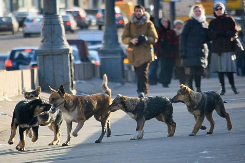 СК предложат поправки в законодательстве после случаев нападения собак на людей