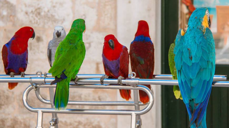 Кафе с птицами: в армянском селе открылось заведение, где живут 30 видов попугаев