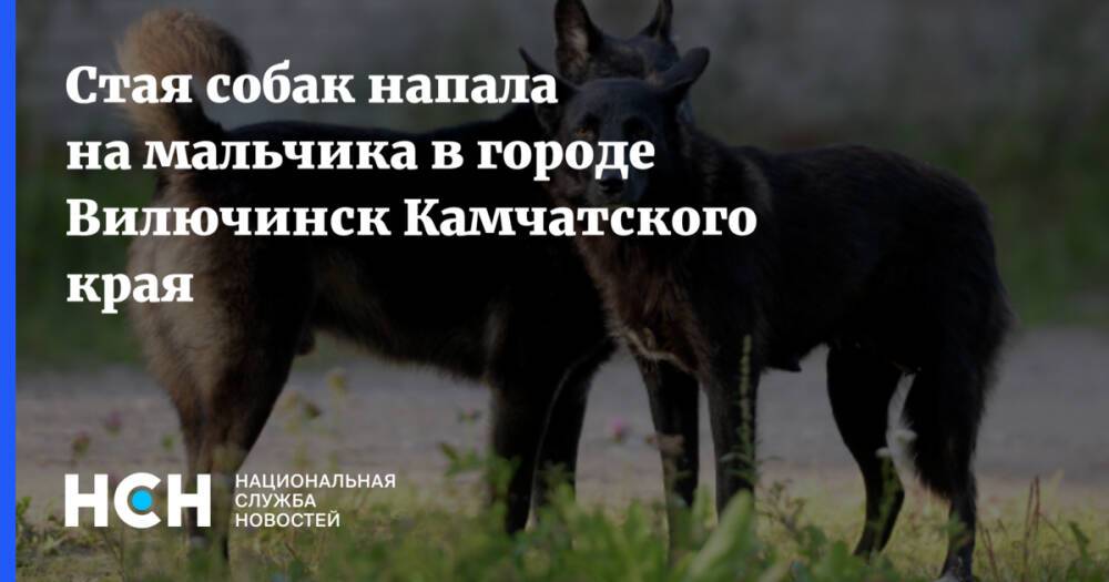 Стая собак напала на мальчика в городе Вилючинск Камчатского края