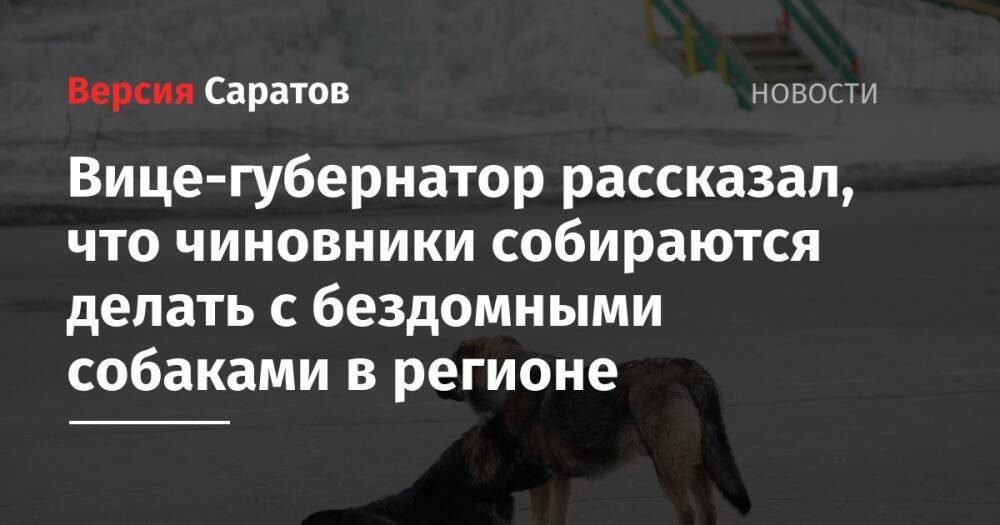 Вице-губернатор рассказал, что чиновники собираются делать с бездомными собаками в регионе