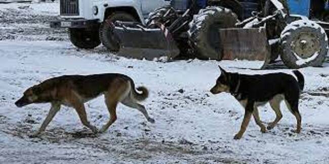 Появилось видео с места гибели ставшей жертвой собак семилетней россиянки