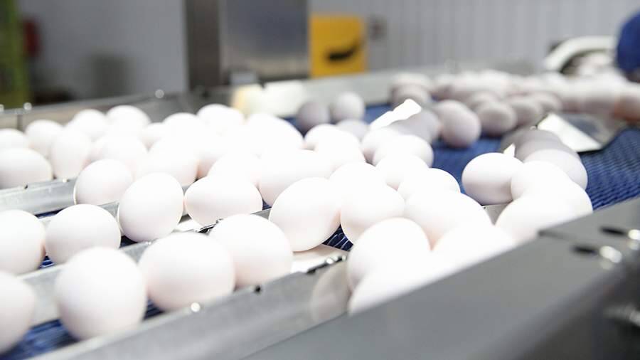 В Минсельхозе прокомментировали заявления о перебоях с импортом инкубационного яйца