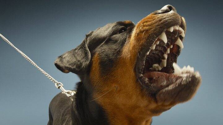 Нападения собак: Бастрыкин поручил подготовить изменения в закон о животных