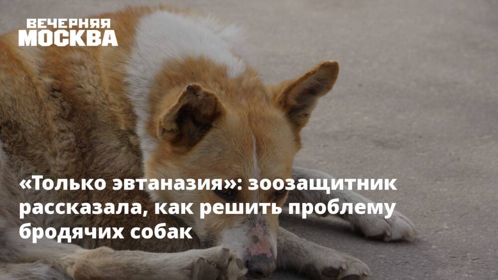«Только эвтаназия»: зоозащитник рассказала, как решить проблему бродячих собак