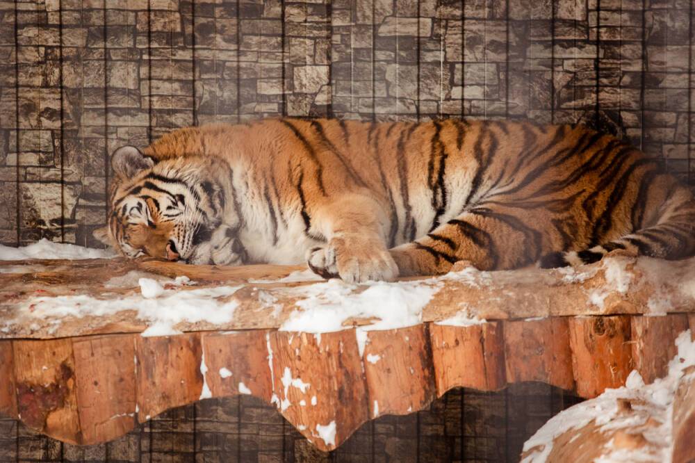 Сахалинский зоопарк начал принимать посетителей
