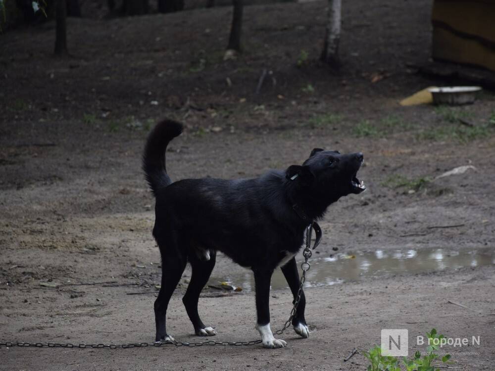 Нижегородский полицейский спас женщину от нападения собаки