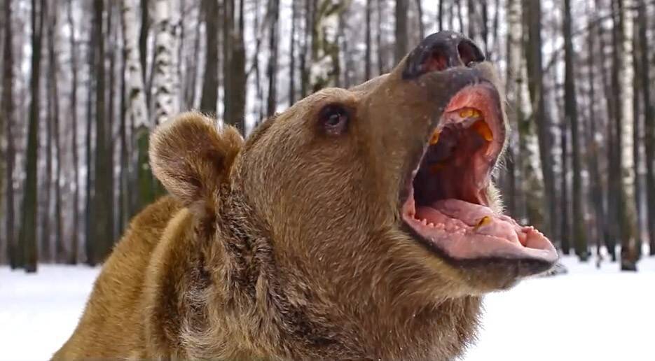 Блогершу Изумруд проверят после видео с медведем в квартире