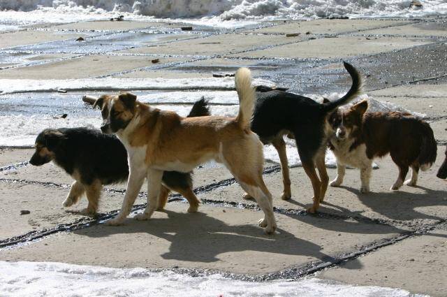 Злая стая: новосибирские зоозащитники - о том, почему стерилизация не "лечит" агрессивных собак и как спасти детей от нападения дворняг