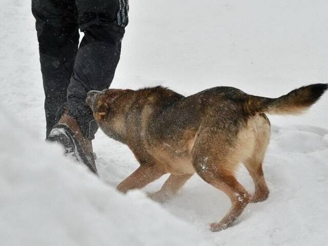 В Челябинске на мальчика напала бродячая собака