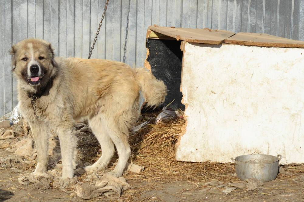 В Астрахани умер человек после нападения собак