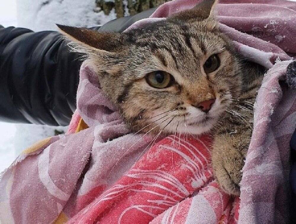 В Ростове пожарный спас бездомного котика, застрявшего на дереве