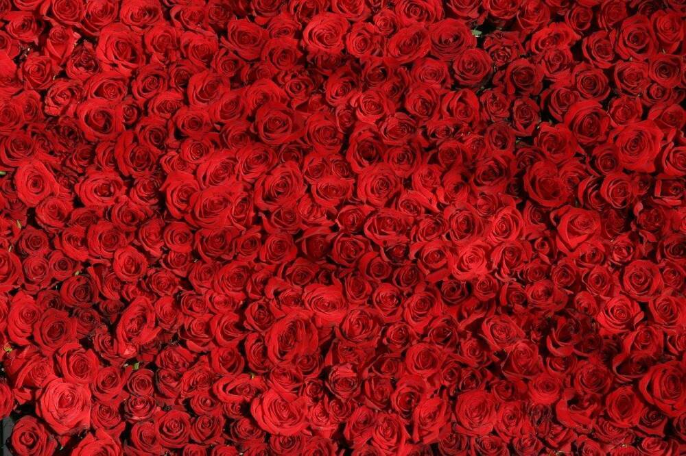 В Новосибирской области в теплицах вырастили почти 7 млн роз