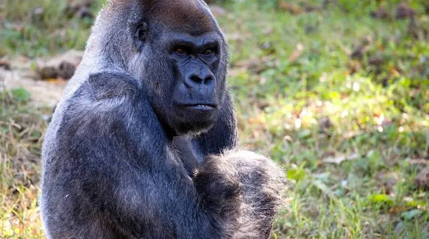 В зоопарке США скончался самый старый в мире самец гориллы