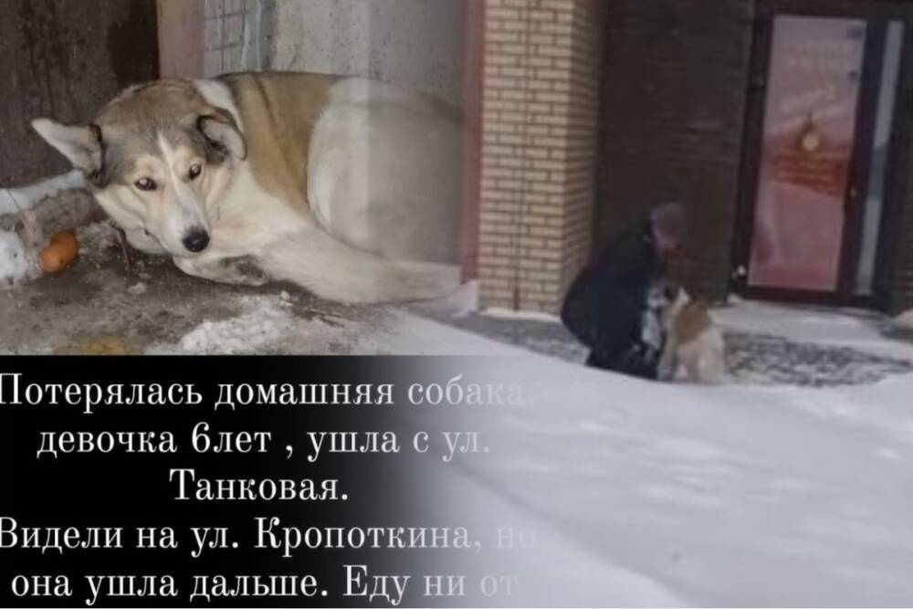 «Сколько живу - искать буду»: в Новосибирске 73-летний пенсионер 1,5 месяца искал и нашел пропавшую собаку