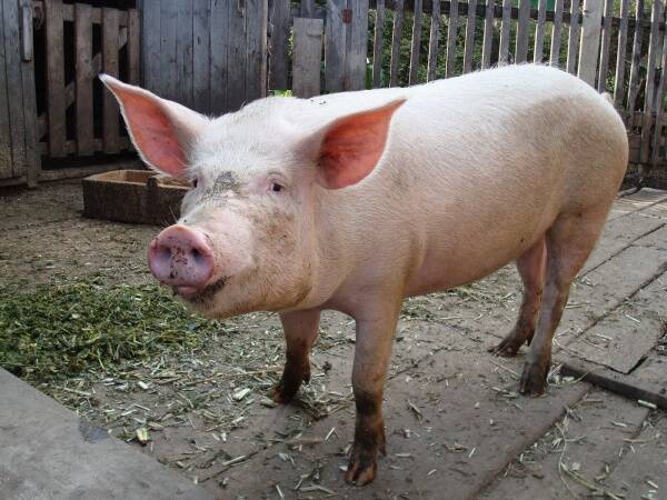 Очередной очаг африканской чумы свиней обнаружили в Карпинске