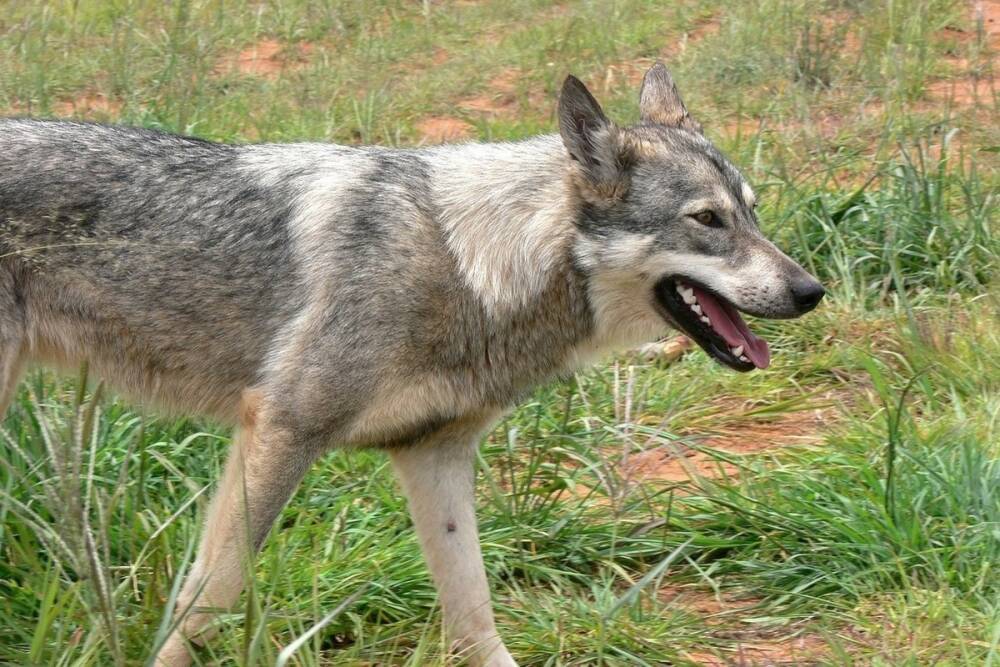 В прошлом году в Воронежской области бешенство обнаружили у 7 кошек и 1 волка