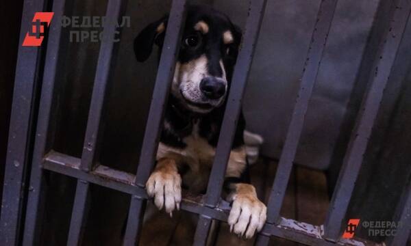Приют или смерть: как решить проблему с нападениями диких собак на Юге России