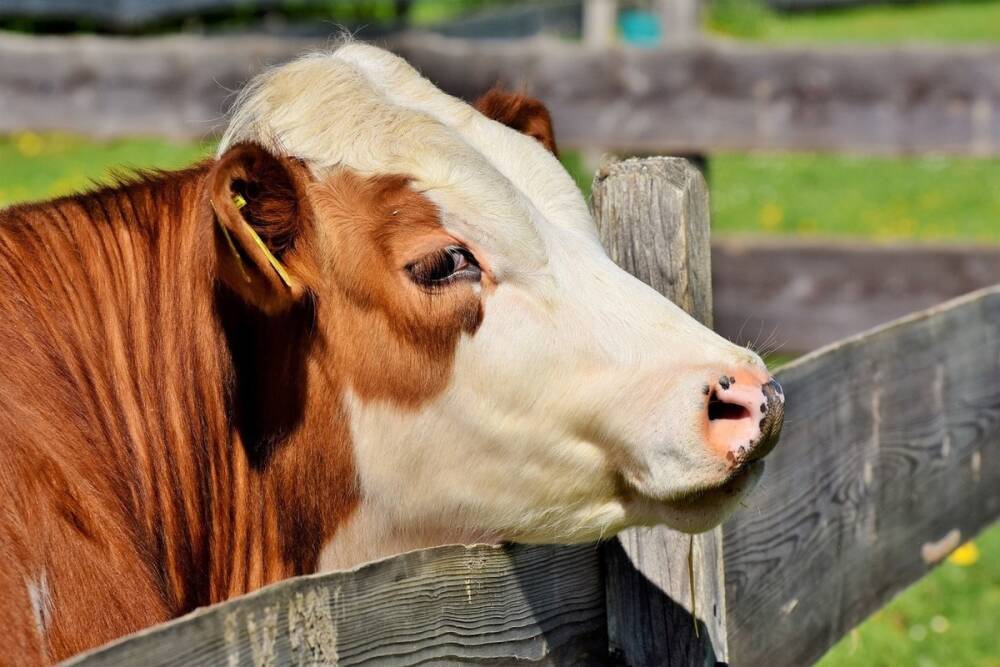 В Минагропроме заявили, что одна донецкая корова дает 4 500 кг молока