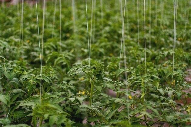 Челябинский инвестор будет круглый год выращивать огурцы и помидоры в Забайкалье