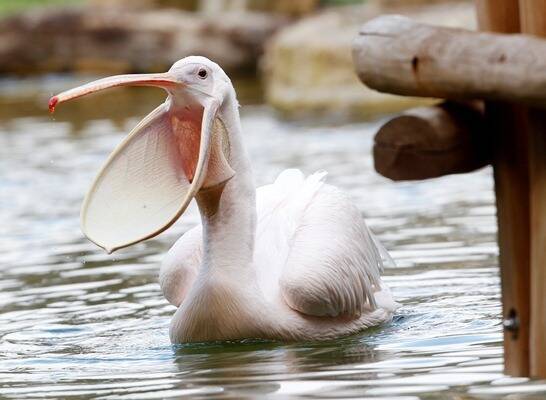 В Московском зоопарке вылупился птенец краснокнижного розового пеликана