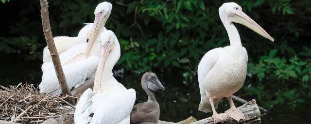 В Московском зоопарке появился на свет птенец краснокнижного розового пеликана