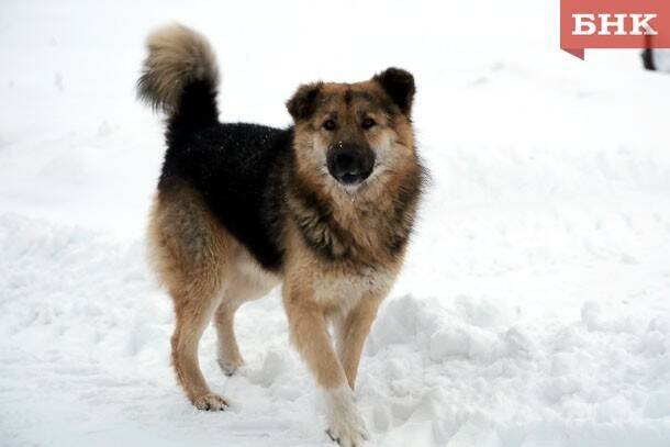 В Сосногорске с начала года отловили 38 бродячих собак