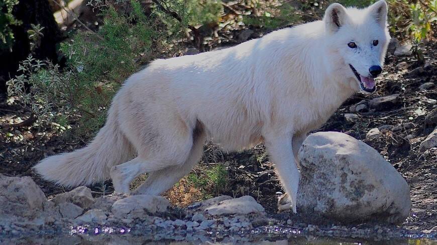 Прародителями карликовых пород собак оказались сибирские волки