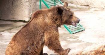 Женщина в зоопарке сбросила дочь в вольер к медведю