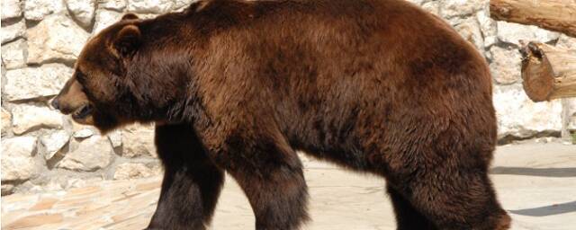 В Ташкенте посетительница зоопарка бросила девочку в вольер к медведю