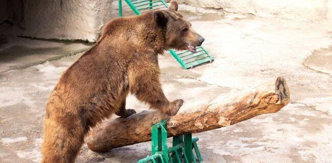 В Ташкенте женщина бросила в вольер к медведю трехлетнюю девочку