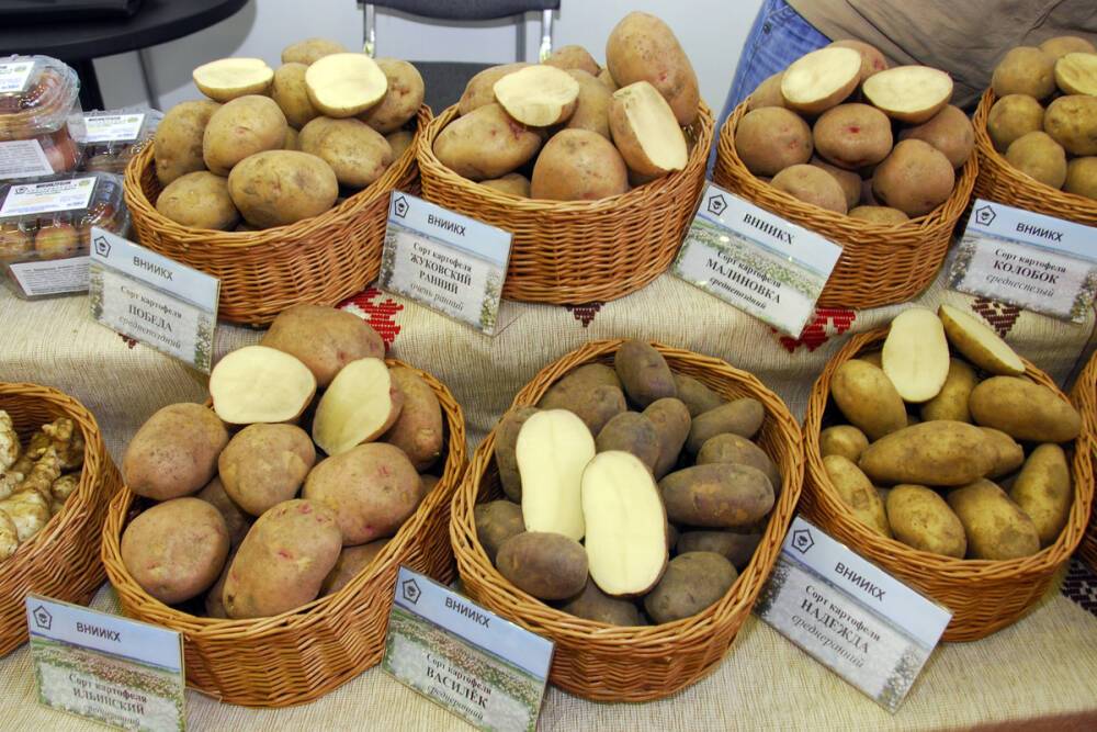 Назван защищающий от рака сорт картофеля