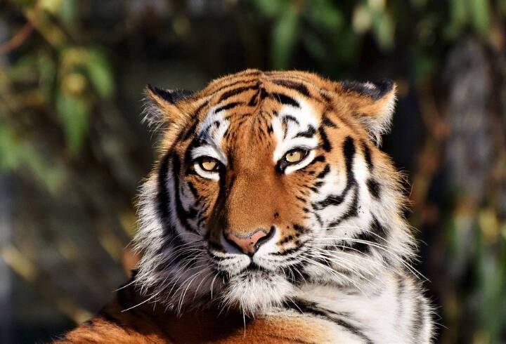 В Ленинградском зоопарке посетители смогут увидеть тигрицу Виолу на китайский Новый год