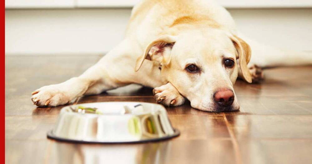 Несбалансированное питание: какие признаки указывают, что собаке не хватает витаминов