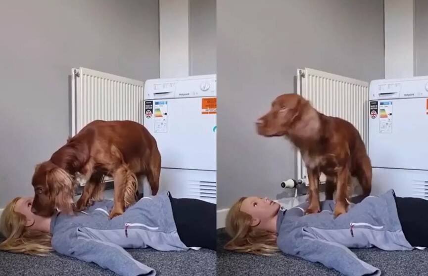 Спасатель с лапками: пес научился проводить сердечно-легочную реанимацию